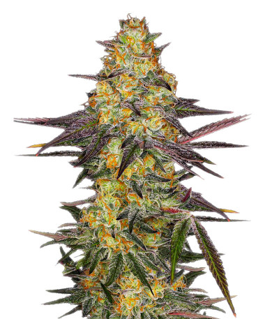El Dorado OG fem (Paradise Seeds) семена конопли