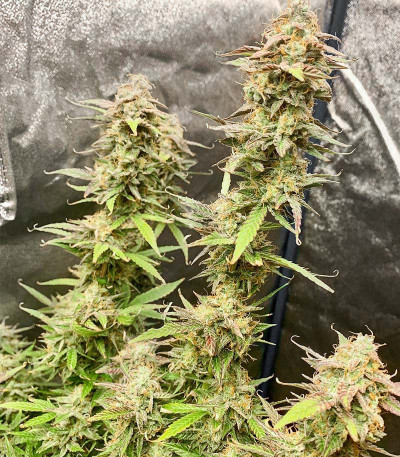 Glue Gelato Auto fem (Barney's Farm) семена конопли