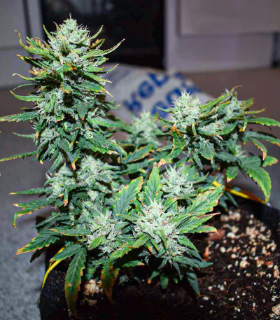 Gorilla Cookies Auto fem (FastBuds Seeds) семена конопли