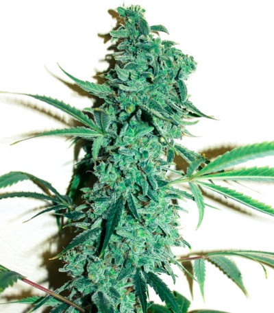 Niagara Auto fem (Doctor’s Choice) семена конопли