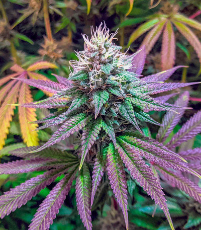 Notorious THC fem (Humboldt Seed Company) семена конопли