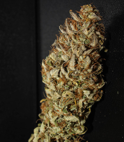 Original Auto Cheese fem FastBuds семена конопли