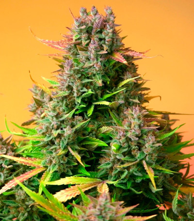 Papaya Zoap Auto fem (Sweet Seeds) семена конопли