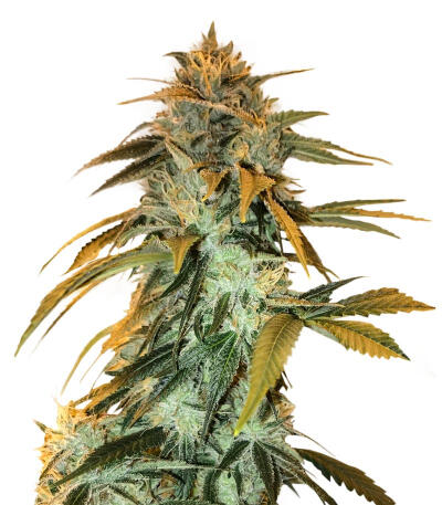 RudeBoi OG F1 fem (Seedkeepers) семена конопли