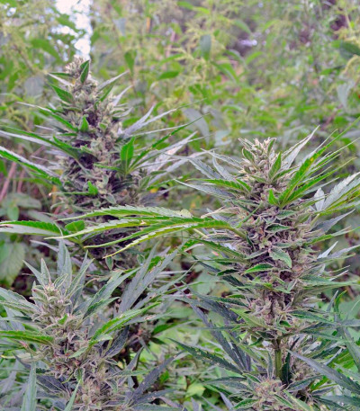 Think Big auto fem семена конопли