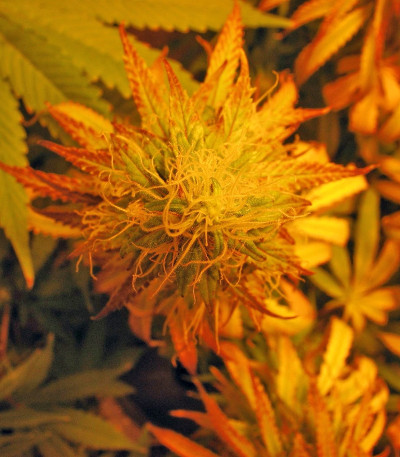 Сорт каннабиса Twilight