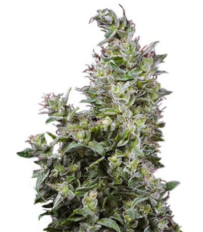 White Magic fem семена конопли