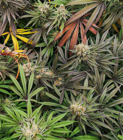 Banana Punch fem (Barney's Farm) семена конопли