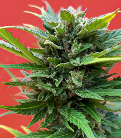 Auto Mimosa Punch fem (Dutch Passion) семена конопли