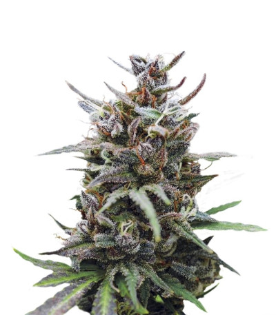 Baby Boom Auto fem семена конопли