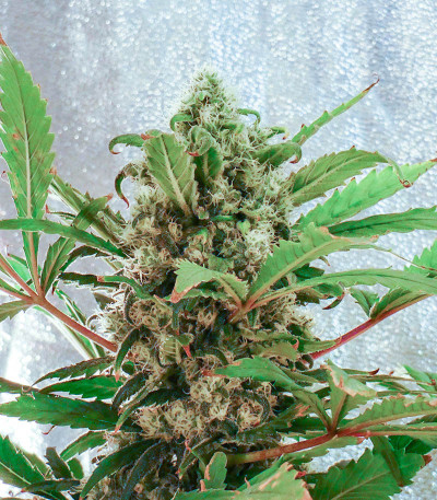 Kalashnikov Original fem (Kalashnikov Seeds) семена конопли