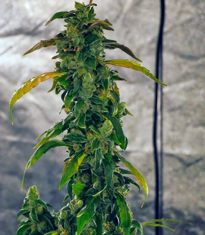 Massive Midget Auto fem семена конопли