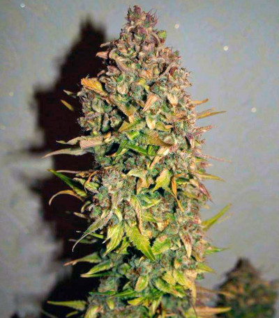 Northern Express Auto fem семена конопли