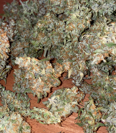 Original Auto Skunk fem (FastBuds) семена конопли