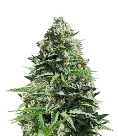 Семена марихуаны Royal Gorilla Automatic (Royal Queen Seeds)