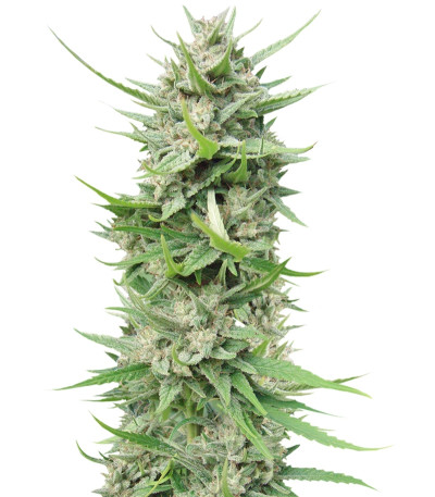 Serious 6 reg (Serious Seeds) семена конопли