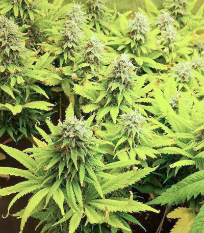 Siberian Haze Auto fem (Kalashnikov Seeds) семена конопли