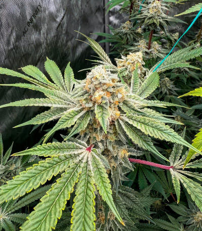 Sour MAC F1 fem (Seedkeepers) семена конопли