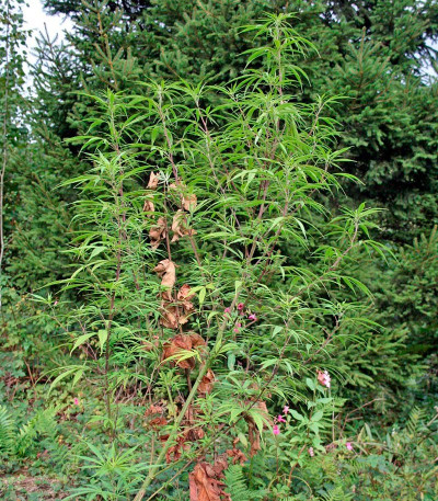 South African Kwazulu fem (World of Seeds) семена конопли