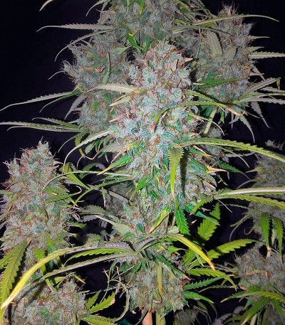 Bubba Kush Autoflowering fem (Dinafem Seeds) семена конопли