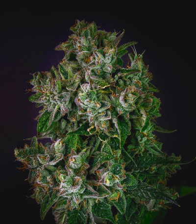 Glookies fem (Barney's Farm) семена конопли