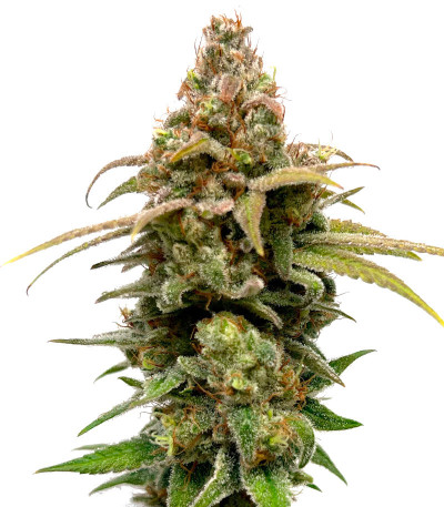 HighCloudZ fem (Green House Seeds) семена конопли