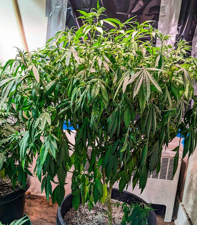 Jamnesia Haze fem (Dr. Krippling Seeds) семена конопли