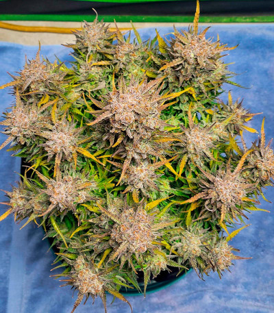 Pound Cake Auto fem (FastBuds) семена конопли