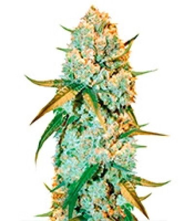 Special Crystal Haze fem семена конопли