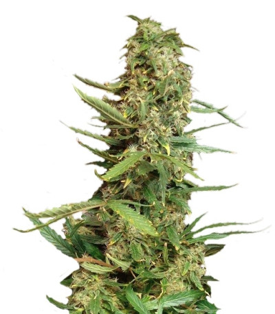Super Skunk fem (Nirvana Seeds) семена конопли