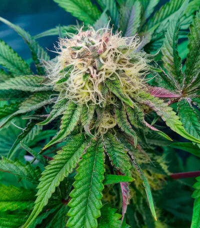 Thin Mint x Sour Pinot Auto семена конопли