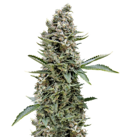 White Widow fem (Trikoma Seeds) семена конопли