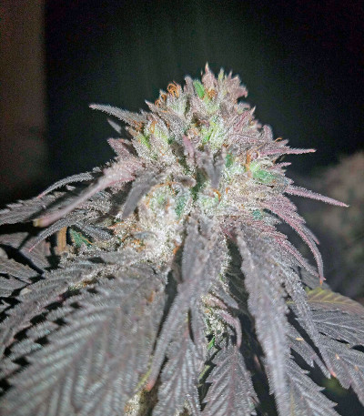 Amherst Sour Diesel fem сорт марихуаны 