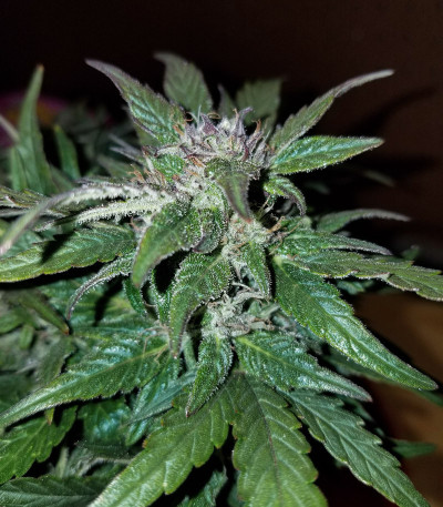 Auto Blue Pyramid fem (Pyramid Seeds) семена конопли