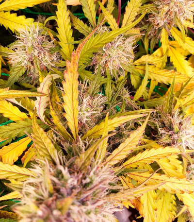 Choco Thai Auto fem (Herbies Seeds) семена конопли