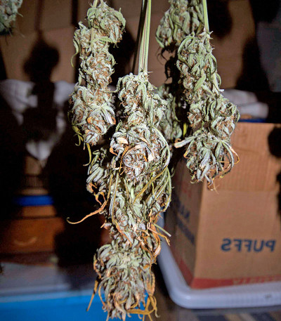 Critical Jack Autoflowering fem (Dinafem Seeds) семена конопли