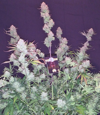 Fast & Vast Auto fem семена конопли