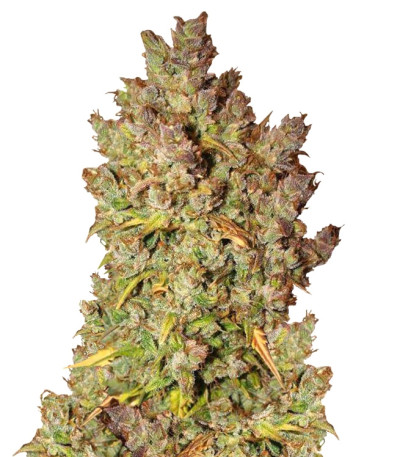 Grapefruit auto fem (FastBuds) семена конопли