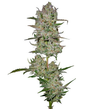 Jack 47 Auto fem (Sweet Seeds) семена конопли