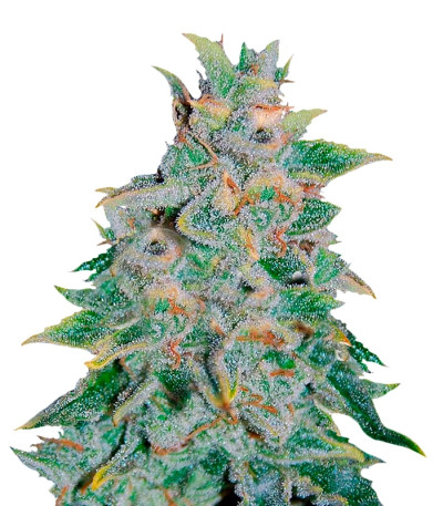 Northern Light Blue Auto fem (Delicious Seeds) семена конопли