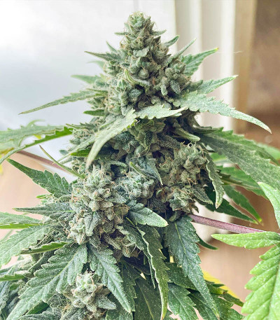 Northern Russian Auto fem (Kalashnikov Seeds) семена конопли