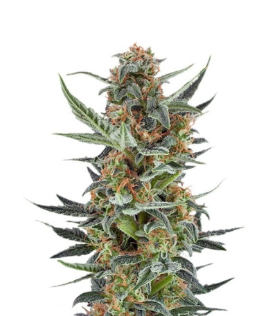 Royal Dwarf auto fem (Royal Queen Seeds) семена конопли