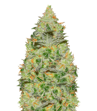 True Gold OG fem (Anesia Seeds) семена конопли
