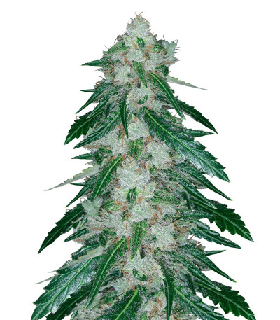 Violet's Wonder Auto fem (Sumo Seeds) семена конопли