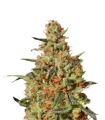 White Domina fem (Kannabia Seed Company) семена конопли