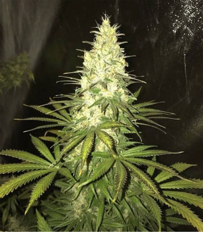 White Widow x Big Bud fem (Female Seeds) семена конопли