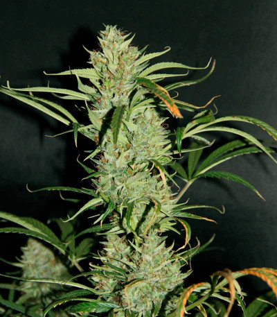 Auto Banana Blaze (Dutch Passion) семена конопли