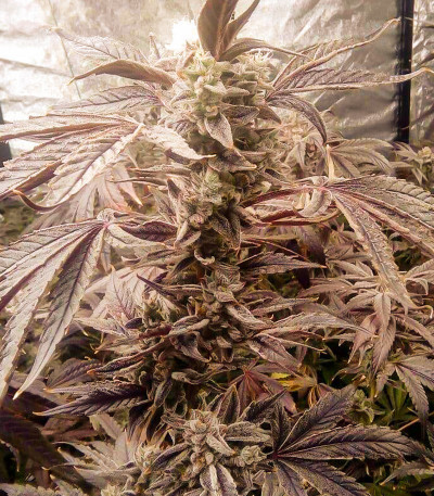 Golosa fem (Delicious Seeds) семена конопли