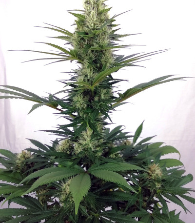 NYC Diesel fem (Sweet Seeds) семена конопли