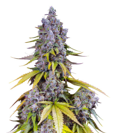 Jet Fuel Mandarine XL Auto fem (Sweet Seeds) семена конопли